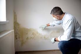 Why You Should Choose Our Mold Remediation Services in Newcastle, CA